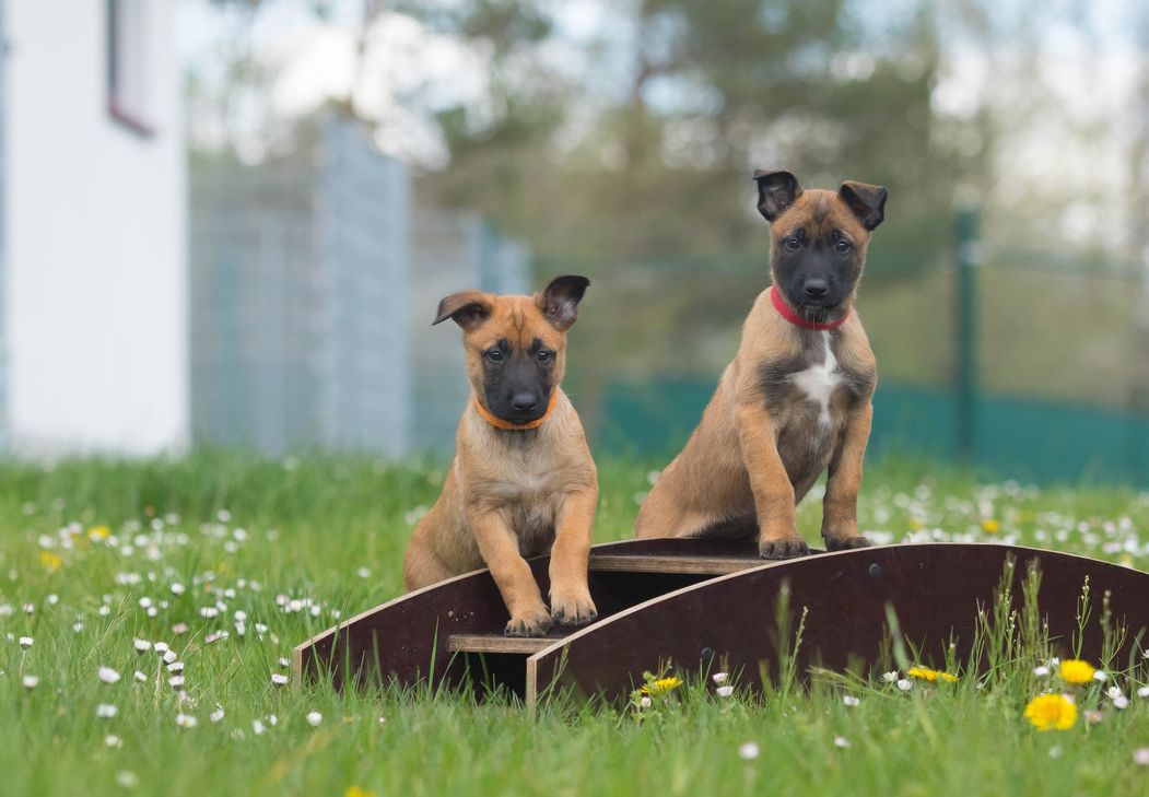 Zwei Welpen, die ihre Umgebung beobachten.