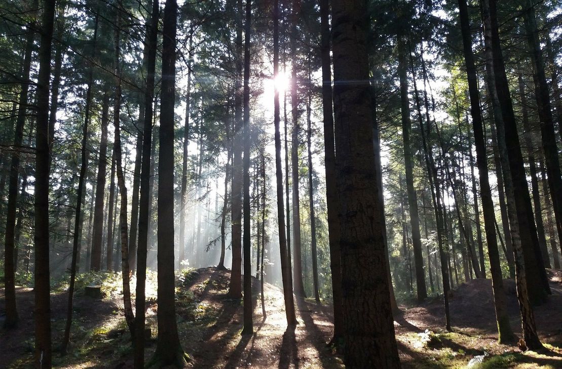 Das Forstamt Kastellaun lädt zu drei Terminen ein.