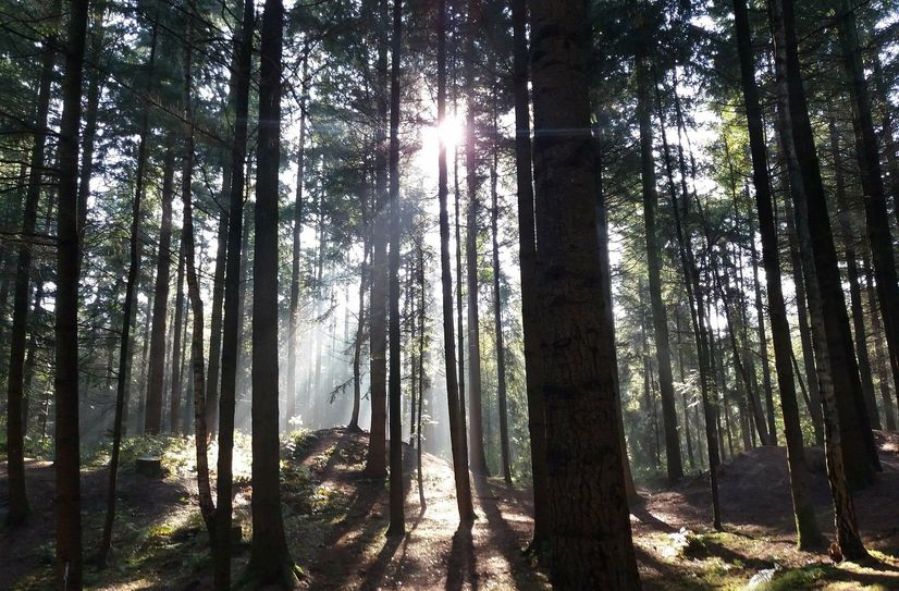 Das Forstamt Kastellaun lädt zu drei Terminen ein.