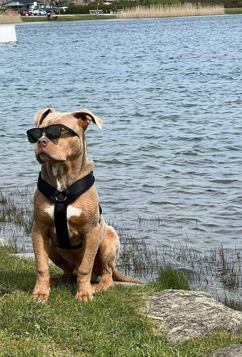 Rocky am See
