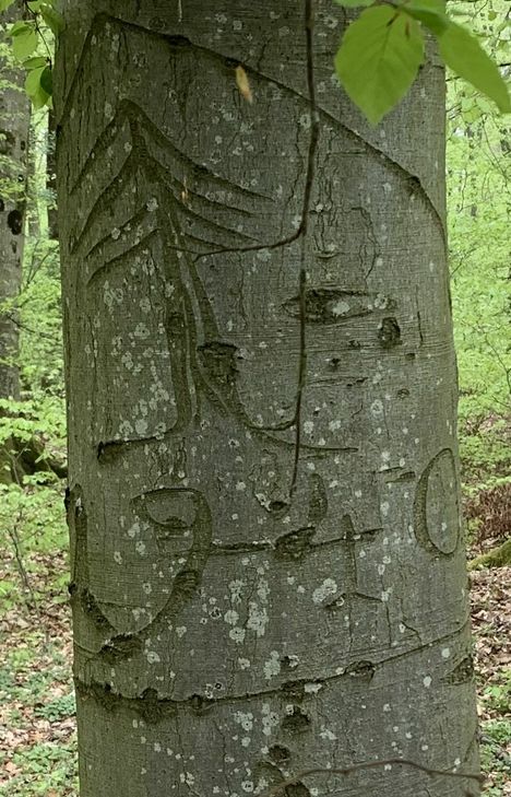 Treffpunkt zur Wanderung: 10 Uhr an den Glascontainern am Ortsausgang Gilzem, Richtung Helenenberg.
