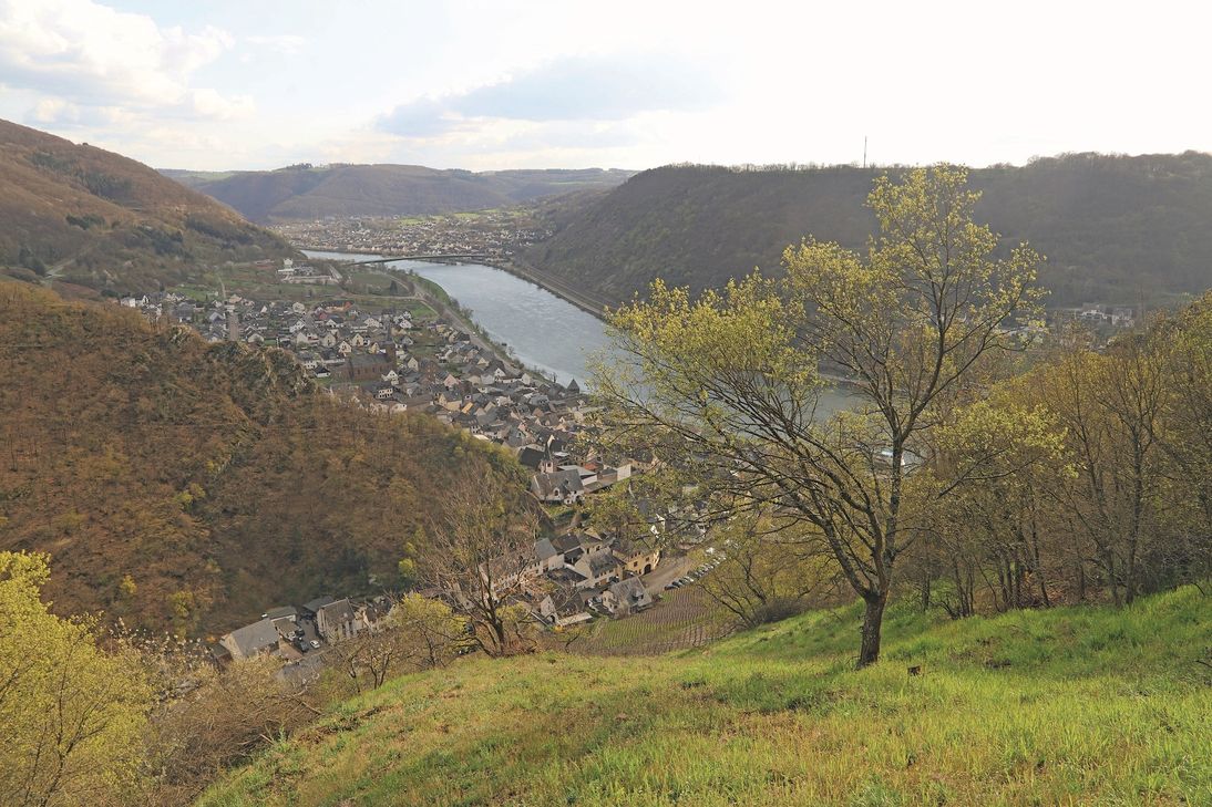 Der Blick auf Alken lässt erahnen, wie sich die steilen Moselhänge zukünftig präsentieren sollen.