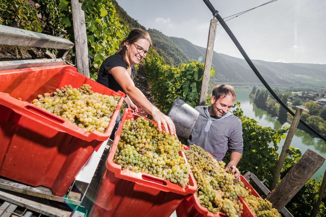 In diesem Herbst gab es sehr gute Quantitäten und Qualitäten.