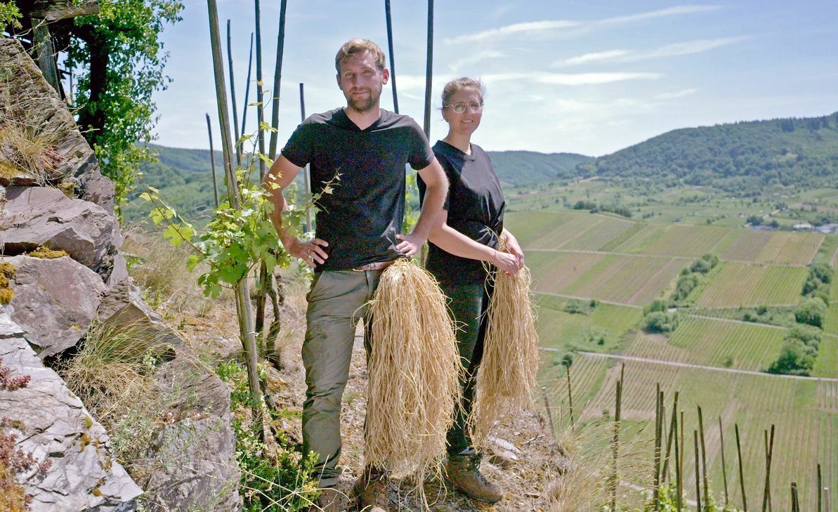 An der malerischen Moselschleife in Cochem-Zell betreiben Angelina und Kilian Franzen Weinanbau in schwieriger, aber wunderschöner Steillage. Foto: SWR