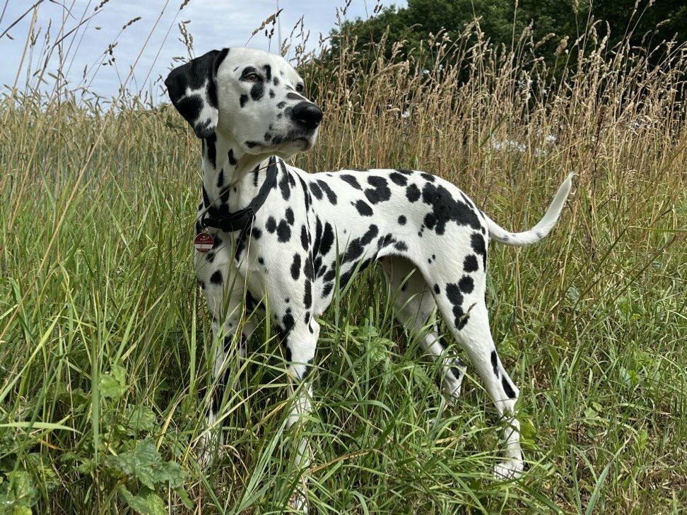 Haustiere sollten nach jeden Freigang auf Zecken kontrolliert werden.
Foto: Vier Pfoten