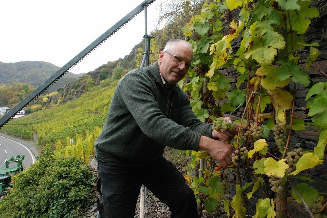 Eberhard Ley liest in Mayschoß Riesling. Liegt der Öchsle-Wert über 80 Grad und kommen nicht mehr als 80 Kilo pro 100 Quadratmetern zusammen, werden seine Trauben ins Klassiker-Programm aufgenommen. Foto: Nolden