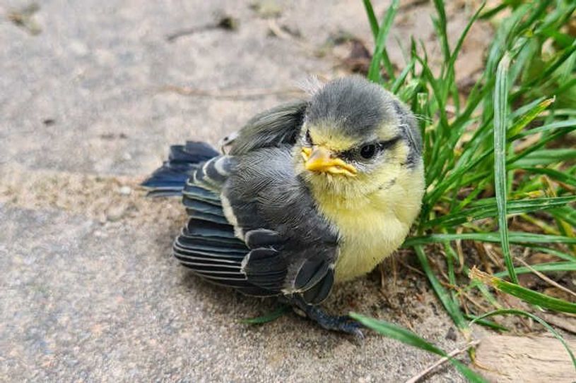 Junger, gesunder Blaumeisen-Ästling.
