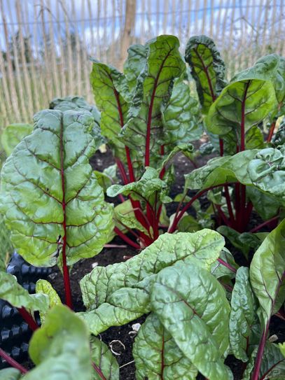 Frisches Gemüse, hier Mangold, wird angepflanzt, weil bald selbst wieder gekocht werden soll.
