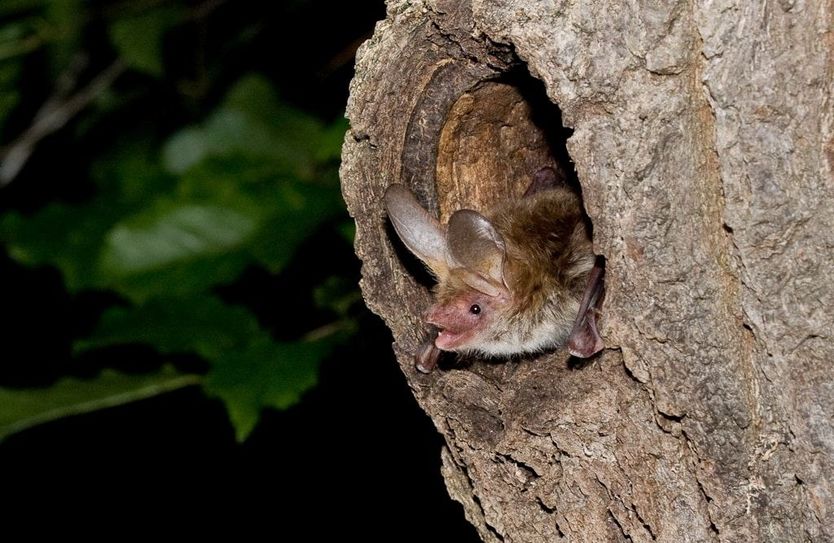Erfreuliche Nachrichten aus der Forschung: Im vergangenen Jahr gelang der Erstnachweis einer mindestens 24 Tiere umfassenden Wochenstubenkolonie der Bechsteinfledermaus (Myotis bechsteinii) im Nationalpark Eifel. Es handelt sich um eine sogenannte „Urwaldart“, die sich in Baumhöhlen totholzreicher Wälder wohlfühlt.
