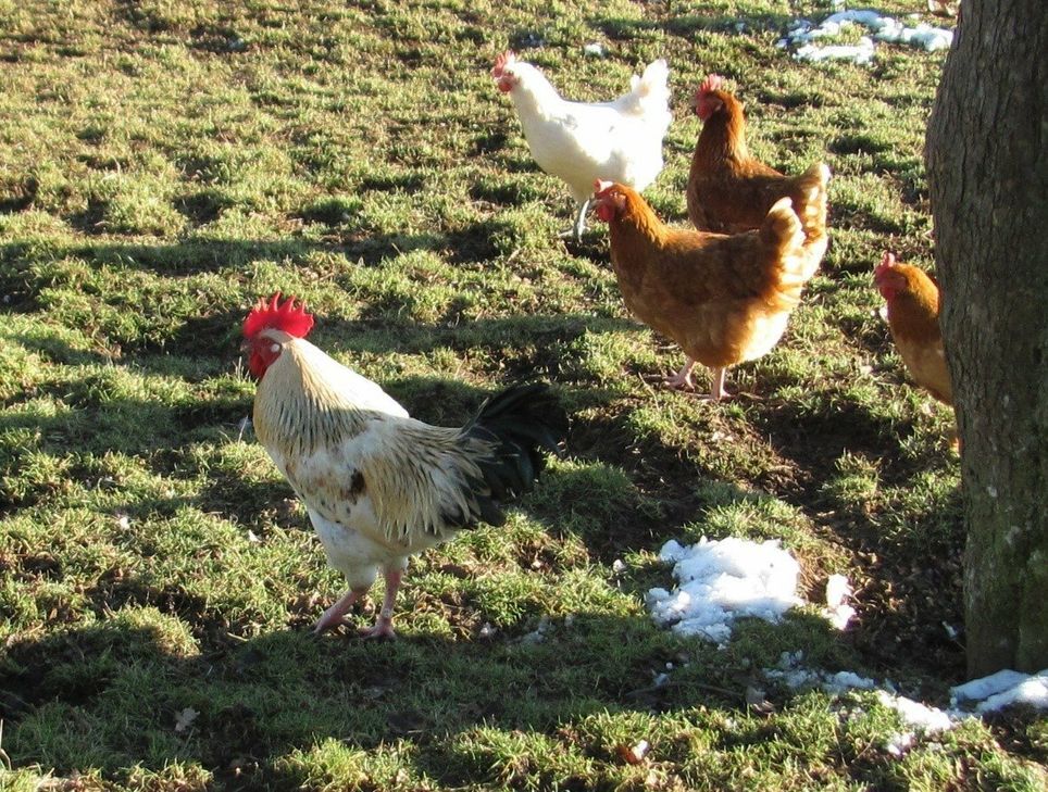 Solidarische Landwirtschaft in Berschweiler.