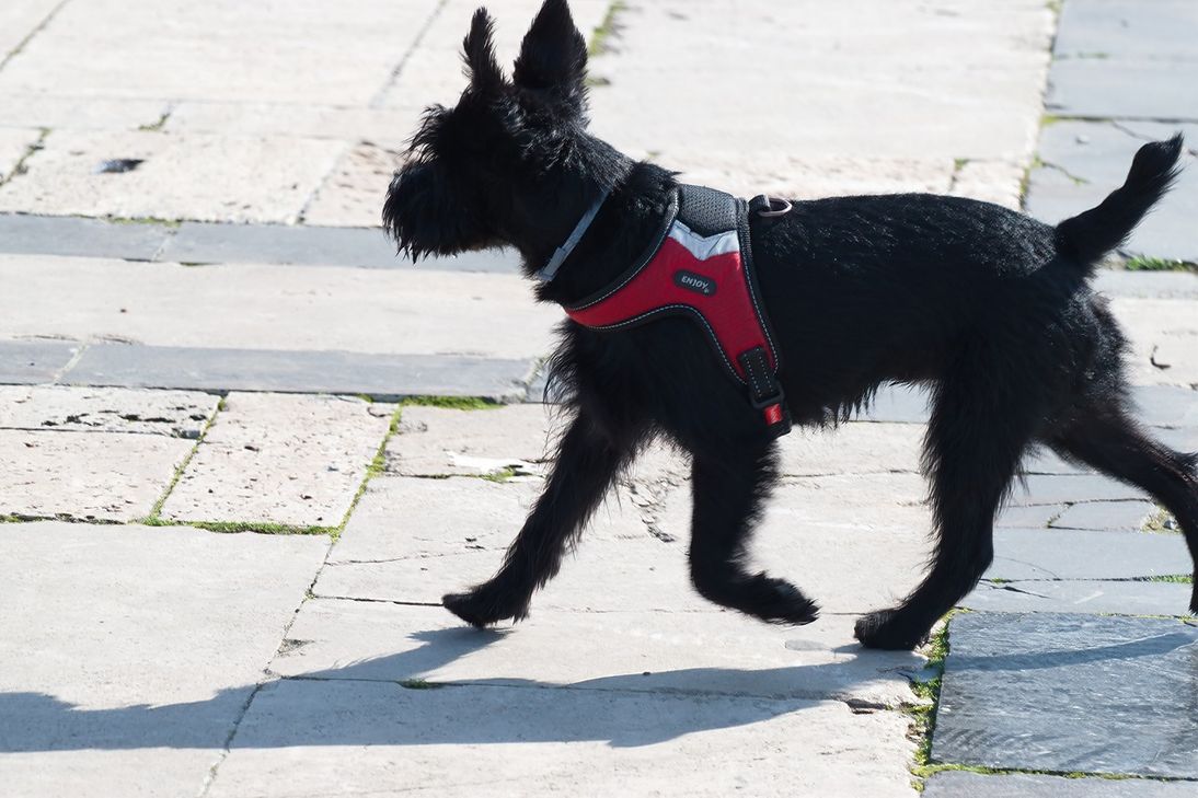 Ein Hund hat die fliehenden Einbrecher verfolgt (Symbolfoto)