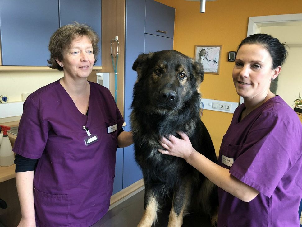 Tierhalter müssen ab dem neuen Jahr tiefer in die Tasche greifen, wenn sie den Notdienst für Hund, Katze und Co. in Anspruch nehmen. 50 Euro werden im Notfall fällig. Foto: M. Nielen