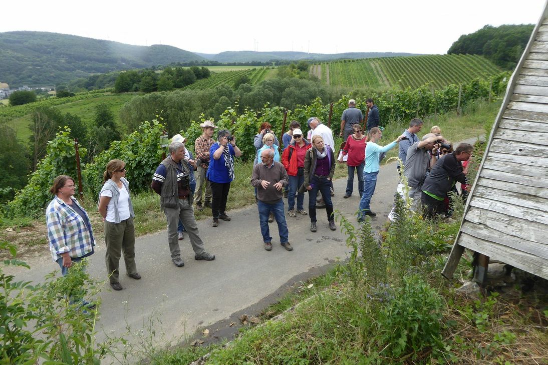 In den Weinbergen lässt sich eine große biologische Vielfalt entdecken: Von Bienen über Schmetterlinge und Reptilien bis hin zu Vögeln.                      Fotos(4): DLR Mosel