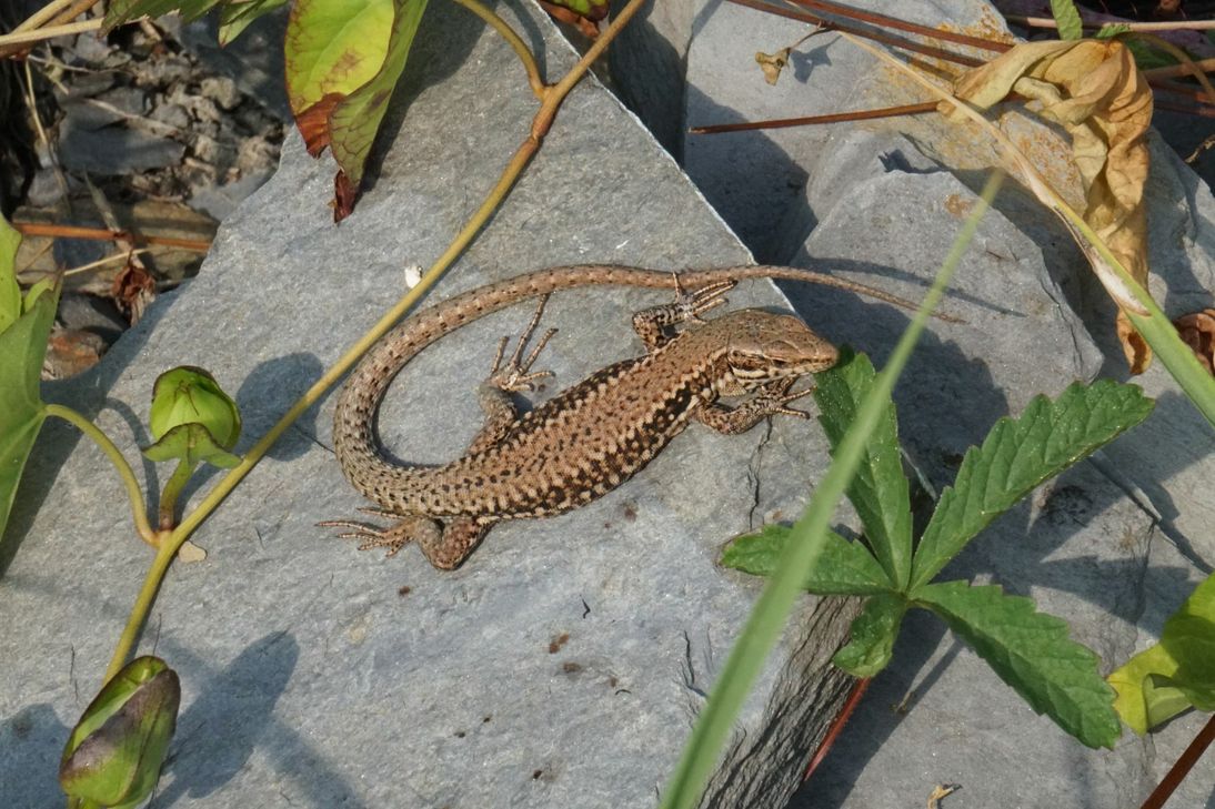Mit etwas Glück zeigt sich bei einer Wanderung eine kleine Mauereidechse.