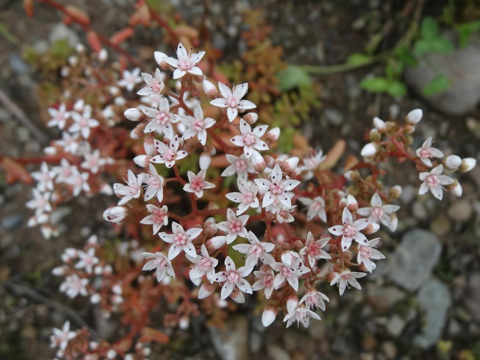 So sieht Mauerpfeffer aus ...