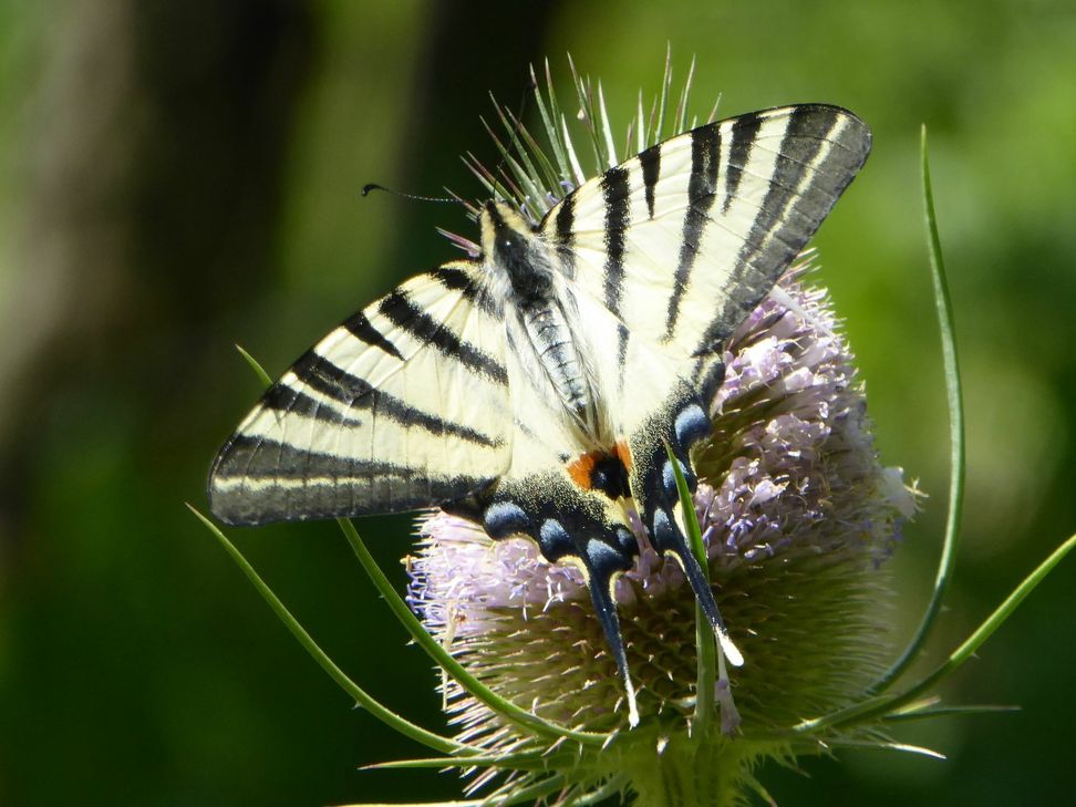 Der Segelfalter lässt sich bei gutem Wetter gerne auf den Pflanzen der Weinberge nieder.
