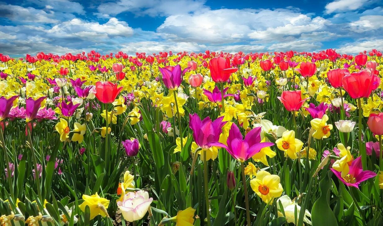 Symbolfoto "Blumenwiese"