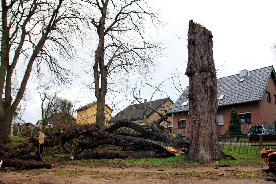 Im Sturm an Weiberdonnerstag bracht dieser Baum auf einer Höhe von etwa drei Metern einfach ab. Foto: Thomas Schmitz/pp/Agentur ProfiPress