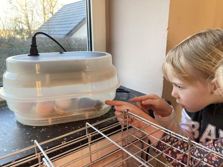 Wissbegierig wurden die Eier mit der Taschenlampe untersucht und dann dem Brutkasten überantwortet.