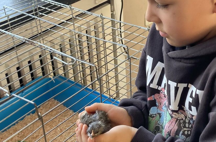 Behutsam wird das Küken in der Hand geborgen und gewärmt.