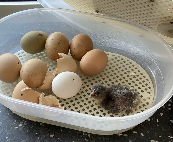 Nach 21 Tagen spannenden Wartens begann das erste Küken, seine Eierschale zu durchbrechen, und die Kinder konnten dabei zusehen.