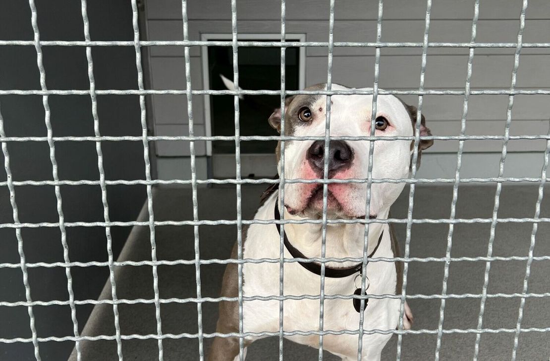 Bei vielen der beschlagnahmten Tiere handelt es sich um sogenannte Listenhunde handelt. »Ein großer Teil von ihnen ist allerdings sehr verträglich«, so Bauer.