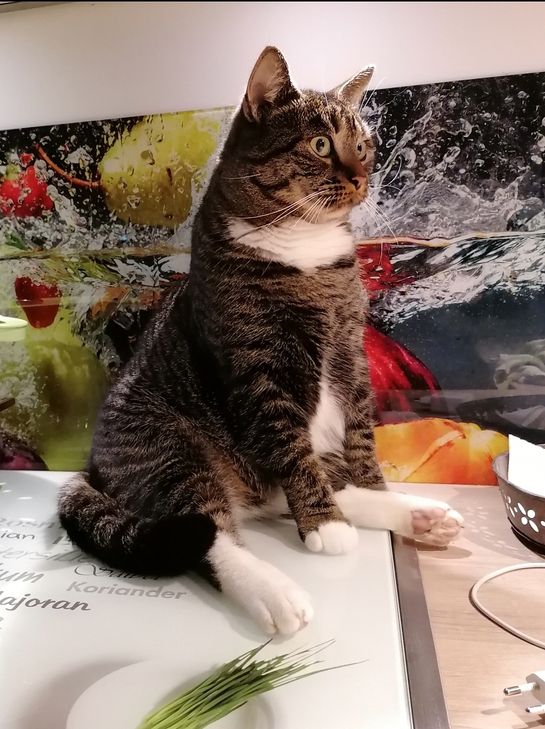 Die schönsten Aufnahmen  deines Haustieres