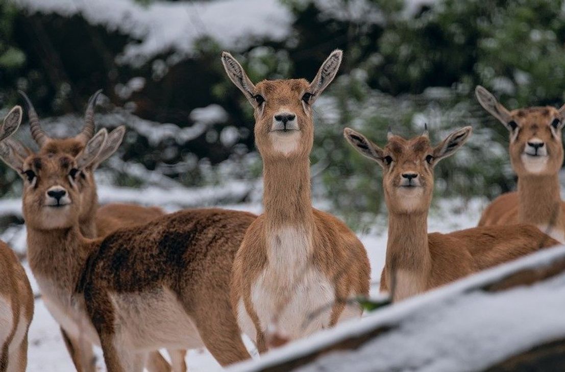 Weihnachtlicher Glühwein für den guten Zweck – After-Work-Event in Saarburg unterstützt Wildtierzentrum.