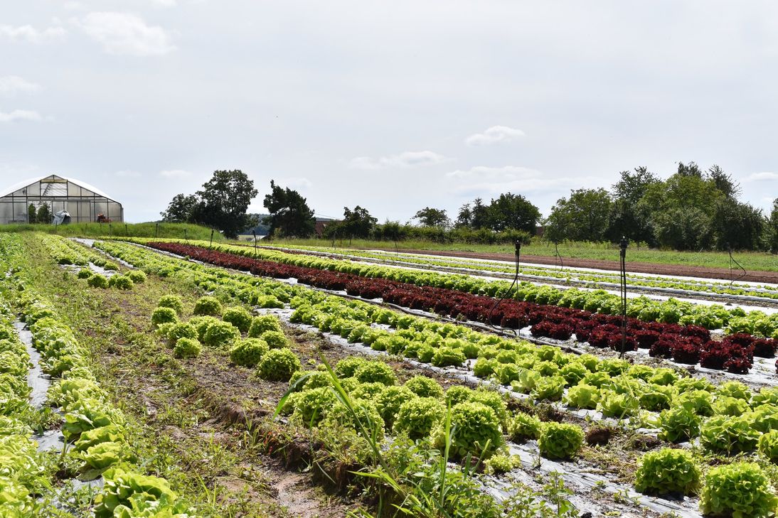 Rund ein Hektar Freilandfläche steht für Salat zur Verfügung.