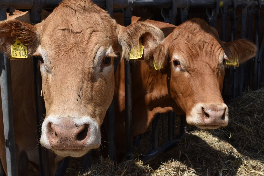 Der größte Teil der Gesamtfläche wird für die Tierhaltung genutzt.
