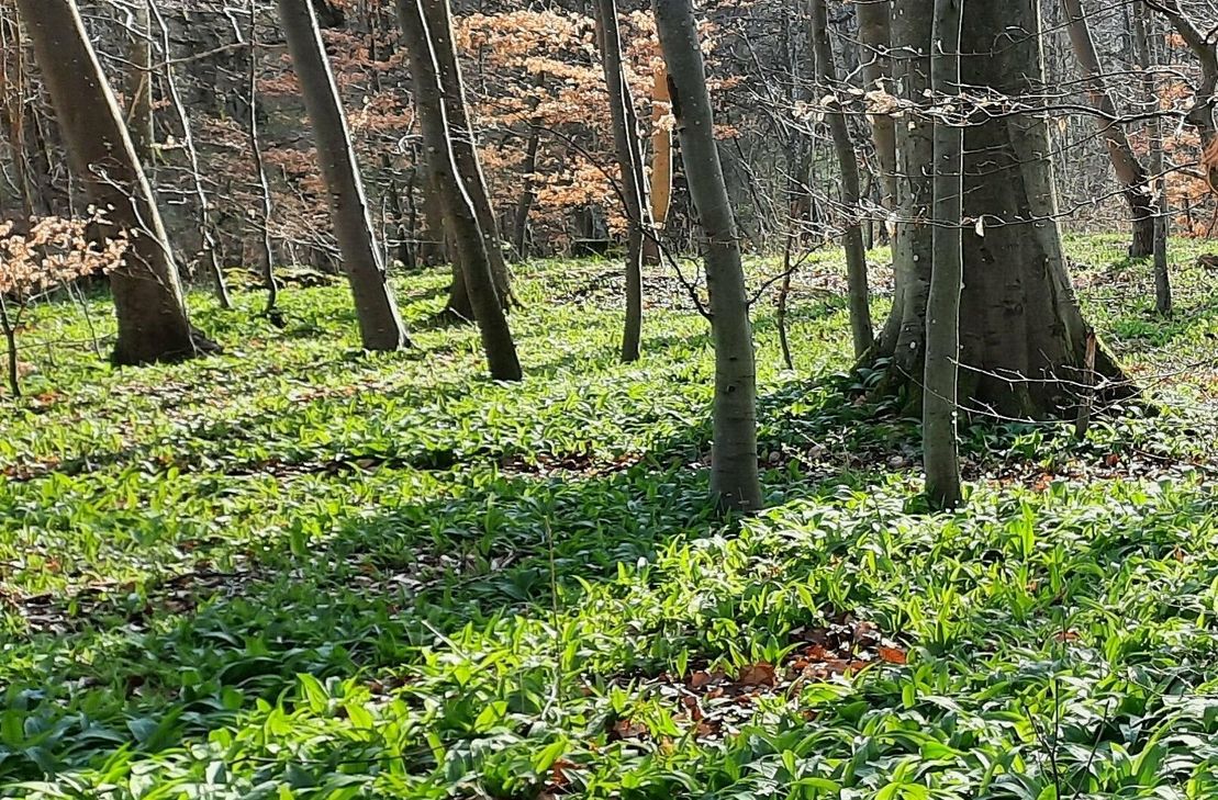 Der Bärlauch, der derzeit in den Wäldern wächst, ist in der heimischen Küche beliebt.
