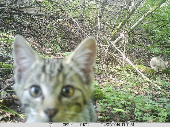 Ein Jungtier wagte sich vor zwei Jahren extrem nah an eine von Förster Andreas Michel installierte Wildkamera heran.