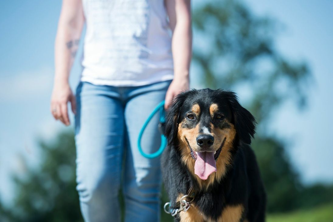 Auch Gassigänger im Tierheim leisten einen Beitrag zum Tierschutz. Foto: TASSO e.V.