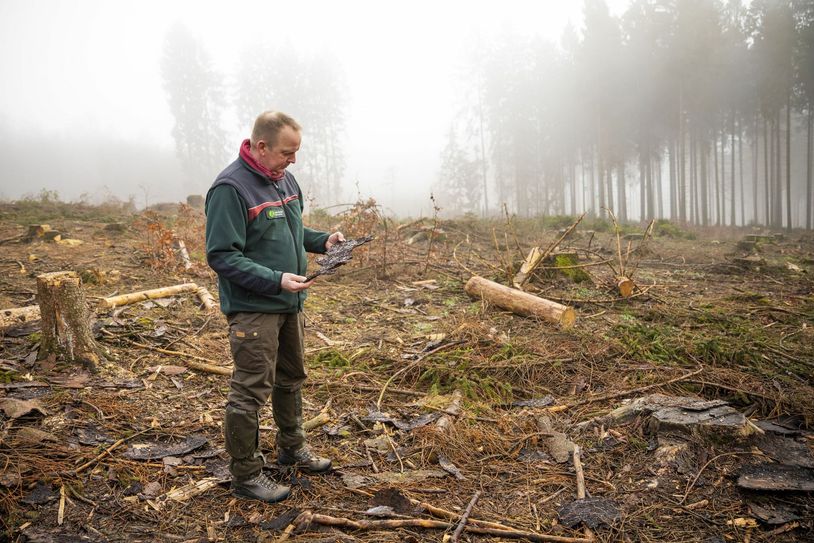 Forstleute sind in großer Sorge um den Wald. Damit sich der Borkenkäfer nicht weiter ausbreitet und weitere Bäume attackiert, müssen viele befallene Bäume gefällt werden. Foto: Jonathan Fieber / igreen