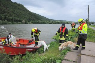 Rettungshunde sind ungewohnte Situationen wie hier bei einer Übung am Mehringer Moselufer gewohnt. Foto. Schmieder