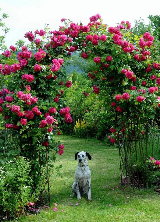 »Glück ist nur echt, wenn man es teilt!« (Christopher McCandless) – Dieses Zitat haben sich viele Gartenfreunde zu eigen gemacht: Sie öffnen am 25. Juni beim »Tag der offenen Gartentür« ihr grünes Reich und teilen so ihr »Gartenglück« mit interessierten Besuchern. Foto: Karin Heinzel