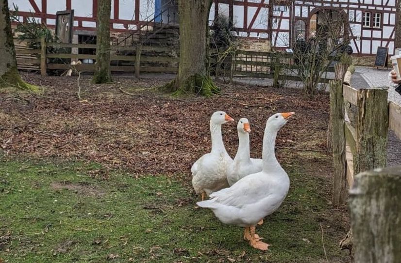 Im LVR-Freilichtmuseum Kommern ist eine Gans mit einem Stock erschlagen worden.