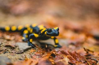 Der Feuersalamander kommt auch im Naturpark Südeifel vor. Ein für das Tier gefährlicher Hautpilz bedroht jedoch den Bestand.