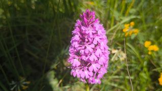 Sie sind die Hingucker im Naturschutzgebiet: Orchideen wie das Pyramiden-Knabenkraut.