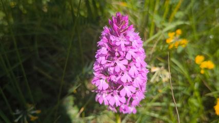 Sie sind die Hingucker im Naturschutzgebiet: Orchideen wie das Pyramiden-Knabenkraut.