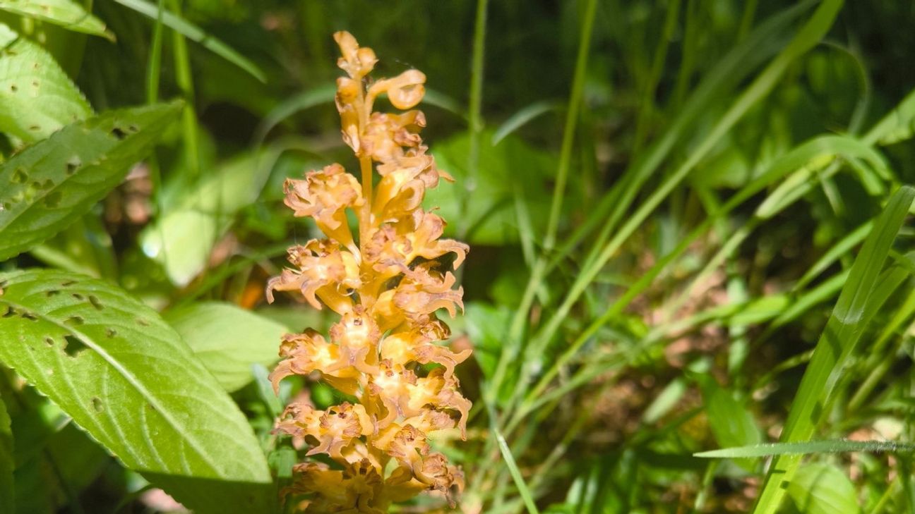 ... und Orchideen wie der Vogel-Nestwurz.