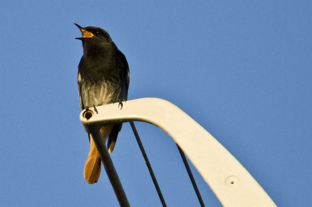 Singendes Hausrotschwanzmännchen.