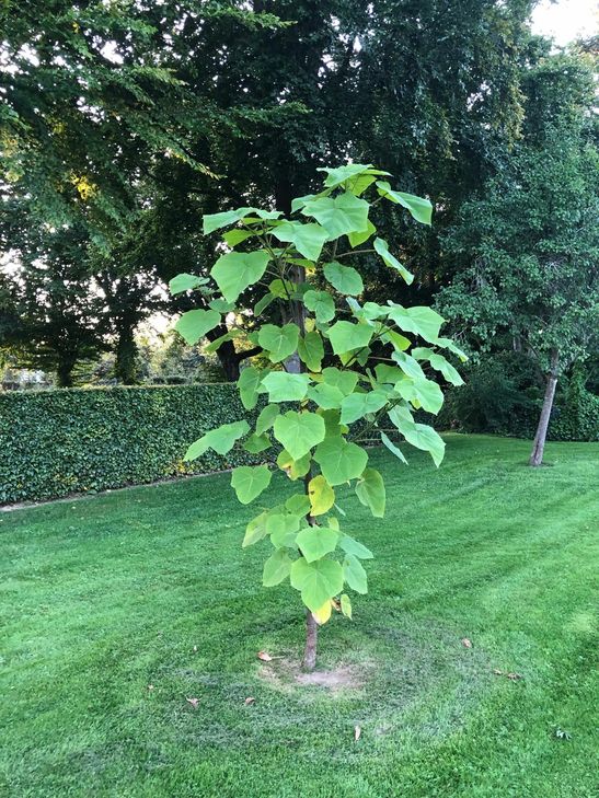 Bereits nach einem halben Jahr überragte der »Paulownia«-Baum den Wintergarten von Lenka Krahm in Eicherscheid, nun gedeiht er mitten im Garten. Foto: T. Förster