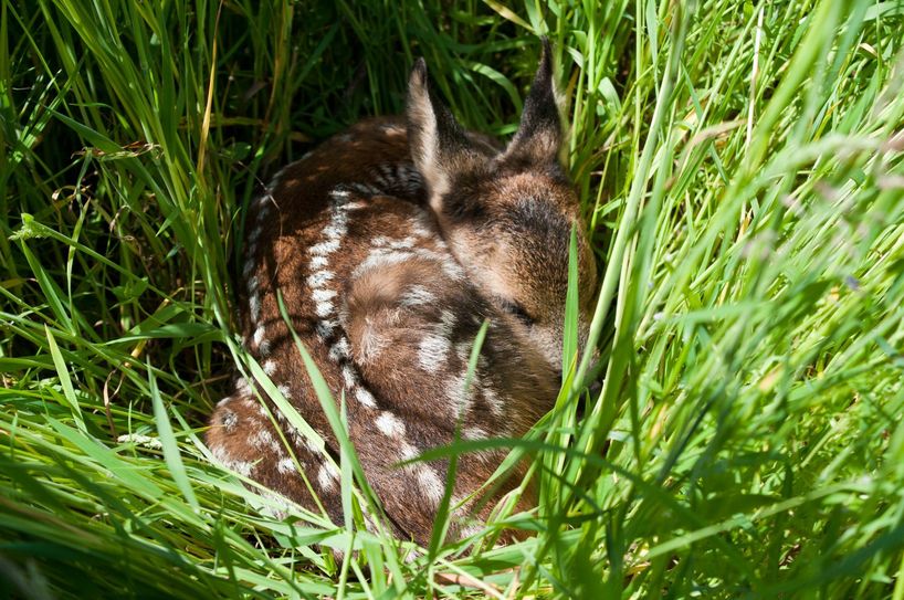 Wenn Gefahr droht, drücken sich Kitze instinktiv ins hohe Gras. Foto: Kaufmann/DJV