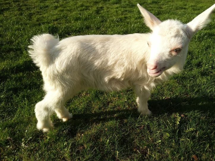 So sah Jupp mit vier Wochen aus. Foto: Antonia Zimmermann