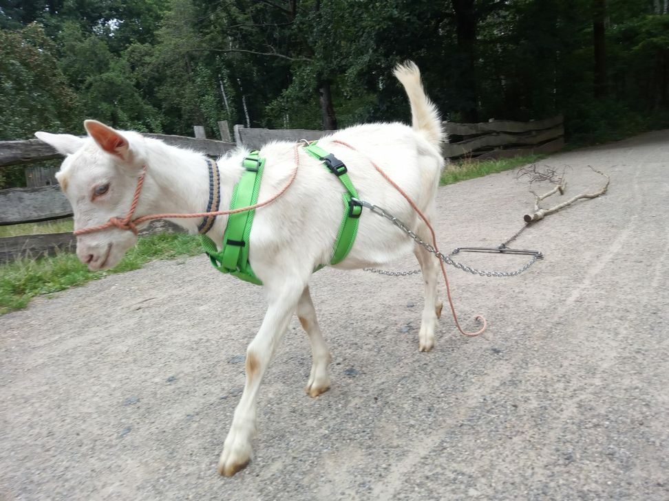 Zunächst trainiert Jupp mit seinem Rückegeschirr. Foto: Antonia Zimmermann