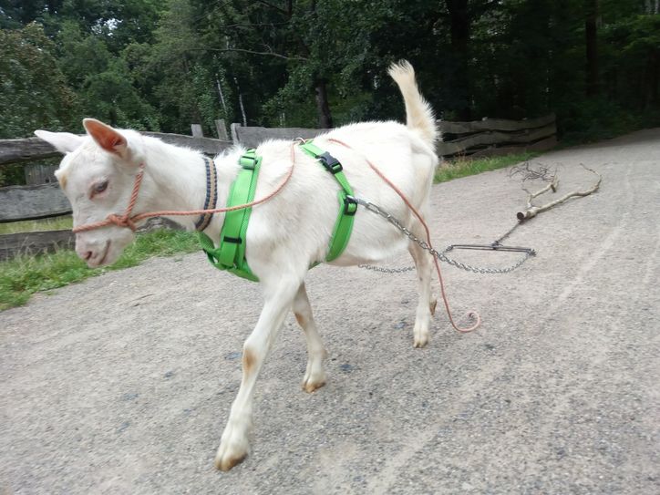 Zunächst trainiert Jupp mit seinem Rückegeschirr. Foto: Antonia Zimmermann