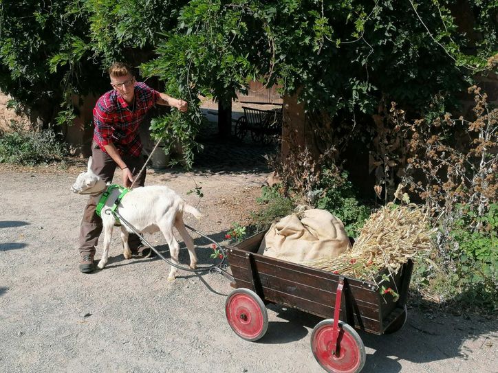Antonia Zimmermann spannt den Wagen an. Foto: Antonia Zimmermann