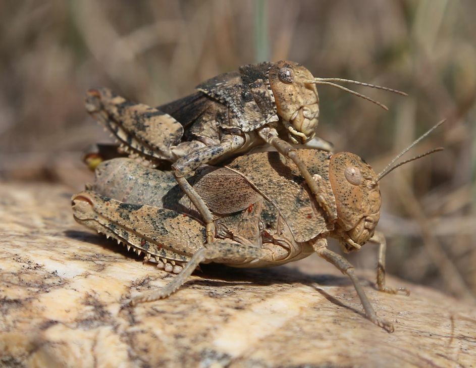 Die vom Aussterben bedrohte Crau-Schrecke. Foto: Axel Hochkirch