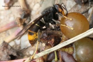 Die Asiatische Hornisse